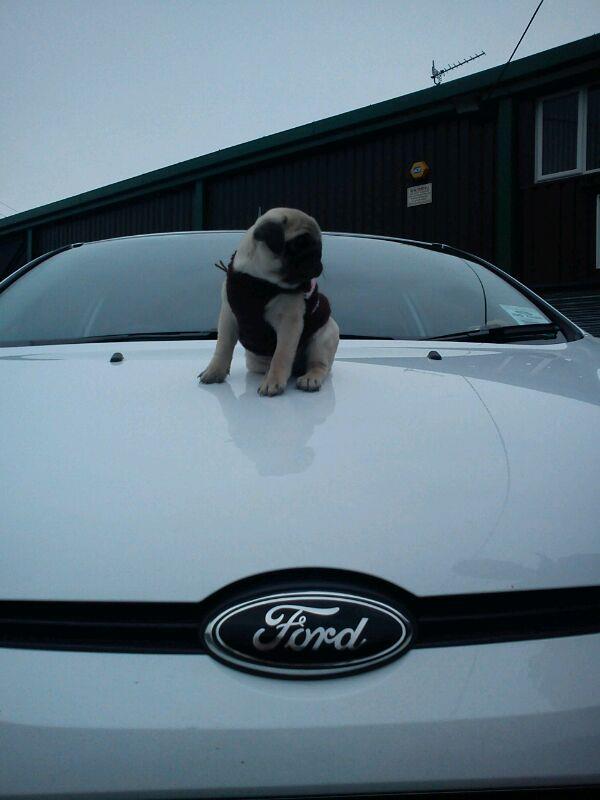 pug on ford.jpg